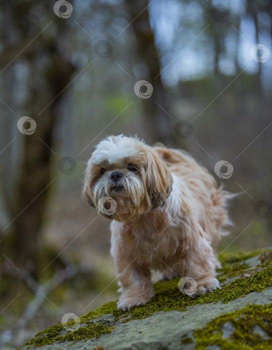 Скачать собака ши-тцу на скале фотосток Ozero