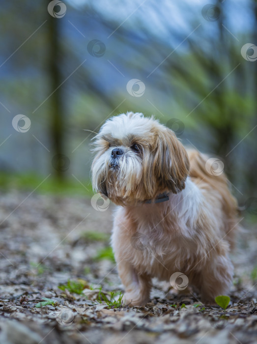 Скачать прогулки с собакой ши-тцу фотосток Ozero