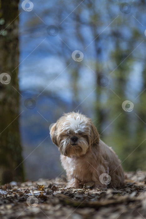 Скачать собака ши тцу гуляет фотосток Ozero