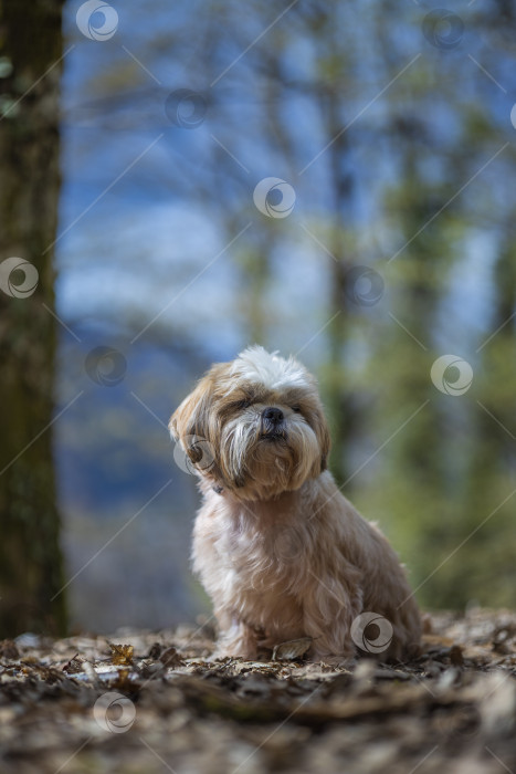 Скачать собака ши тцу гуляет фотосток Ozero