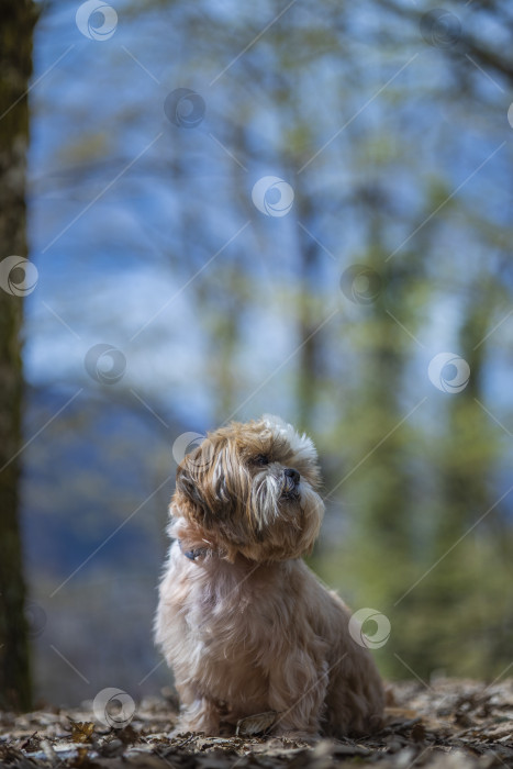 Скачать прогулки с собакой ши-тцу фотосток Ozero