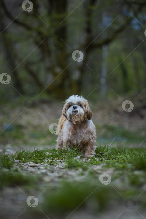 Скачать прогулки с собакой ши-тцу фотосток Ozero