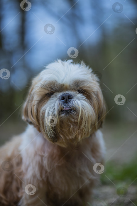 Скачать собака ши тцу фотосток Ozero