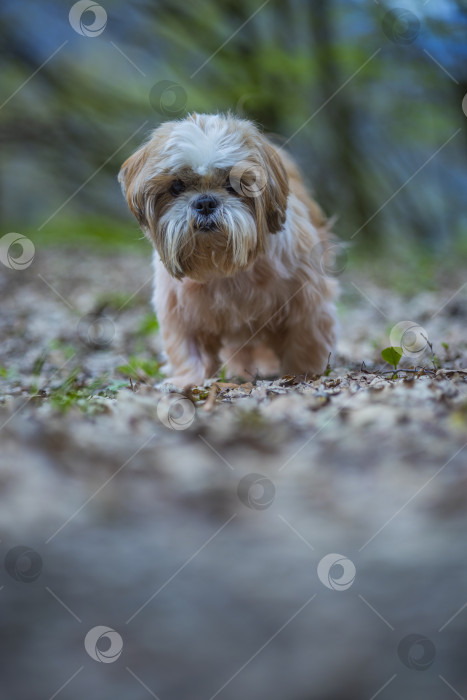 Скачать собака ши тцу гуляет фотосток Ozero