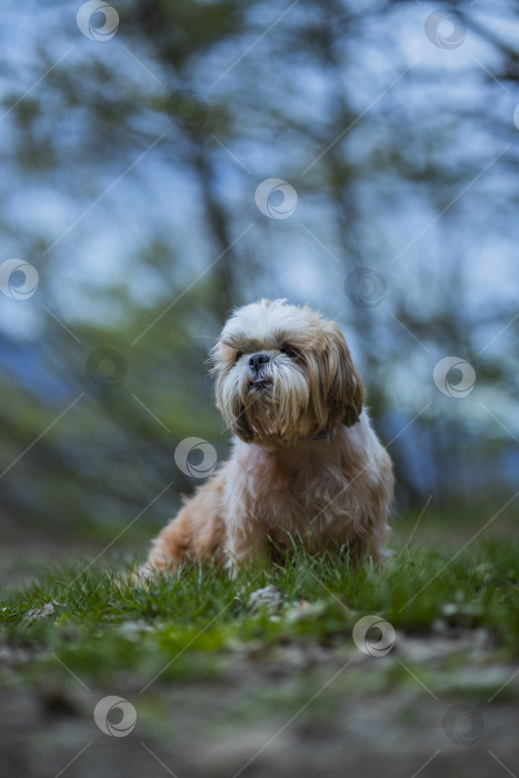 Скачать собака ши тцу гуляет фотосток Ozero