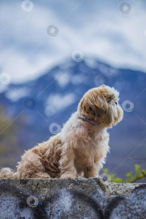 Скачать собака ши тцу гуляет фотосток Ozero