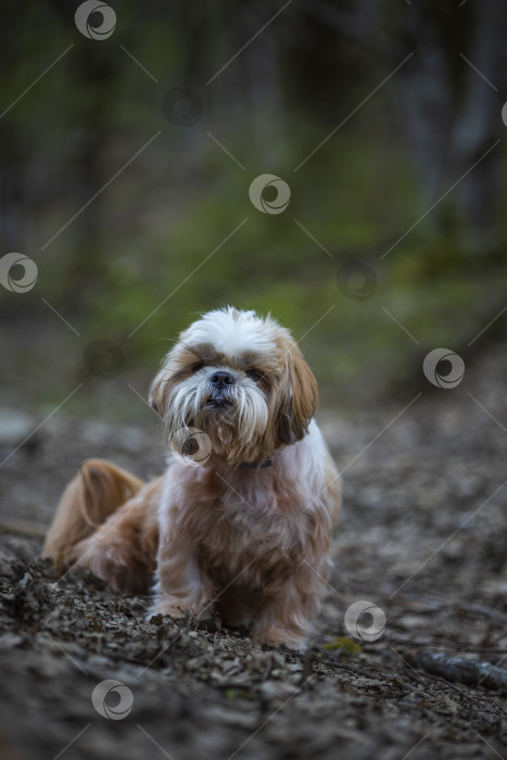 Скачать прогулки с собакой ши-тцу фотосток Ozero