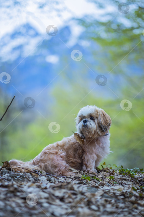 Скачать собака ши тцу гуляет фотосток Ozero