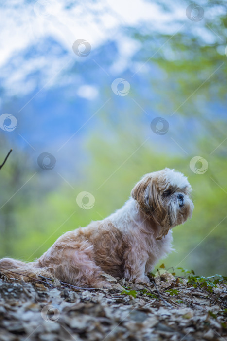 Скачать собака ши тцу гуляет фотосток Ozero