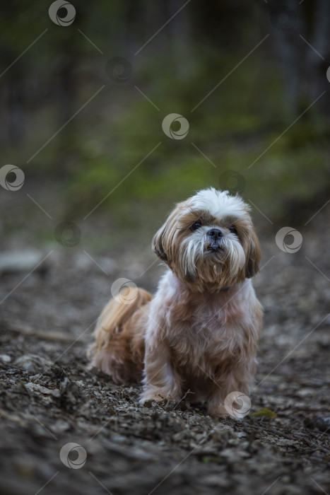 Скачать собака ши тцу гуляет фотосток Ozero