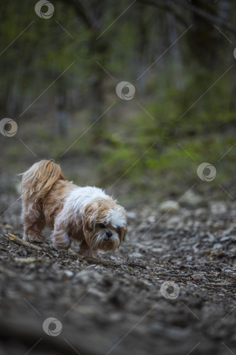 Скачать собака ши тцу гуляет фотосток Ozero