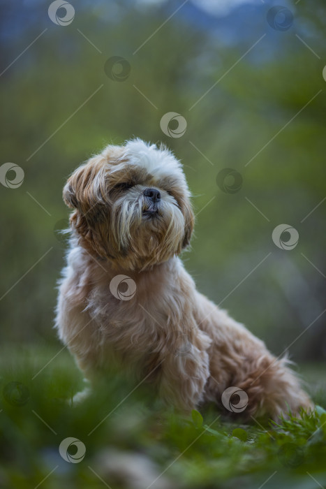 Скачать собака ши тцу фотосток Ozero