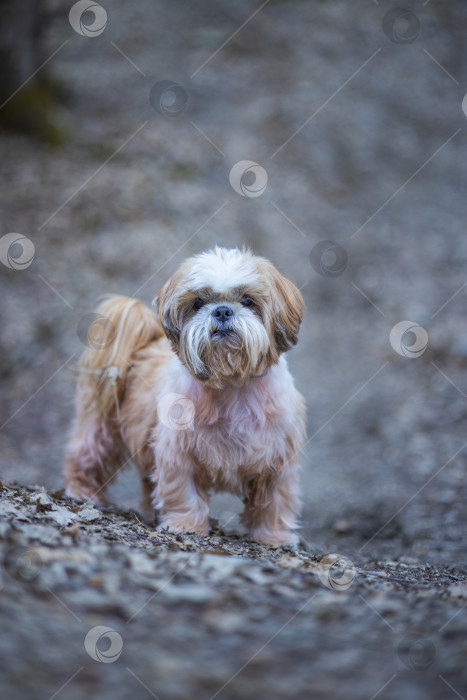 Скачать собака ши тцу в горах фотосток Ozero