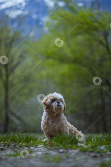 Скачать собака ши тцу в горах фотосток Ozero