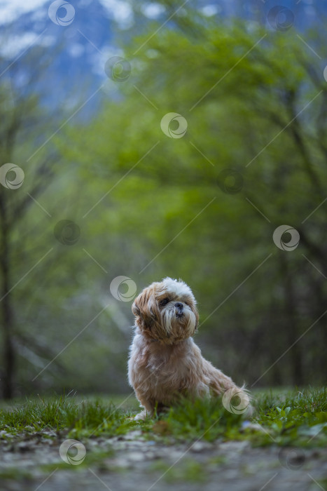 Скачать прогулки с собакой ши-тцу фотосток Ozero