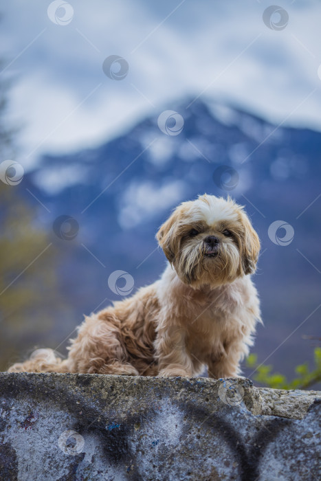 Скачать прогулки с собакой ши-тцу фотосток Ozero