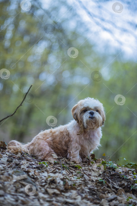 Скачать собака ши тцу гуляет фотосток Ozero