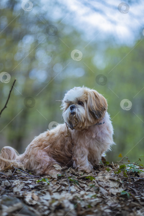 Скачать собака ши тцу в горах фотосток Ozero