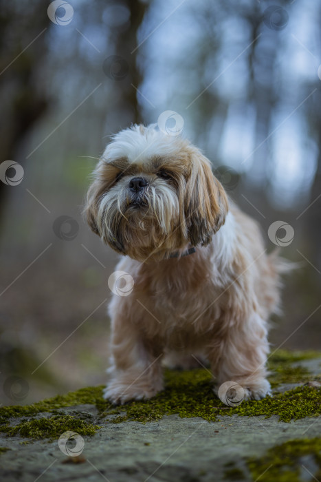 Скачать собака ши тцу на камне фотосток Ozero
