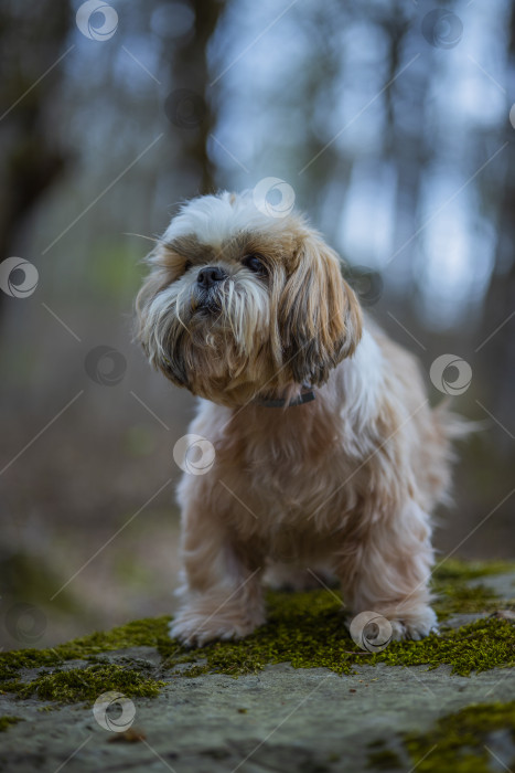 Скачать собака ши тцу на камне фотосток Ozero