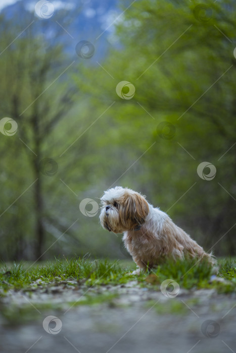 Скачать собака ши тцу гуляет фотосток Ozero