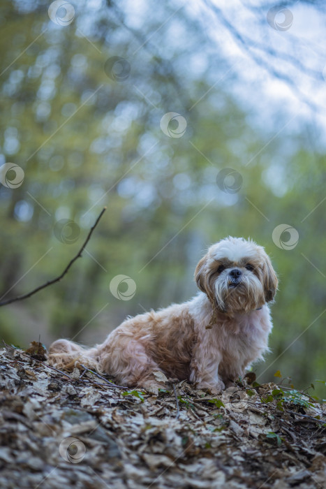 Скачать прогулки с собакой ши-тцу фотосток Ozero