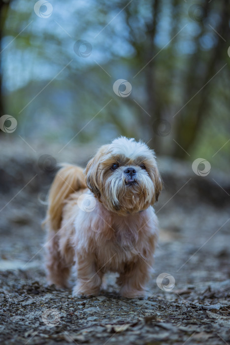 Скачать собака ши тцу гуляет фотосток Ozero