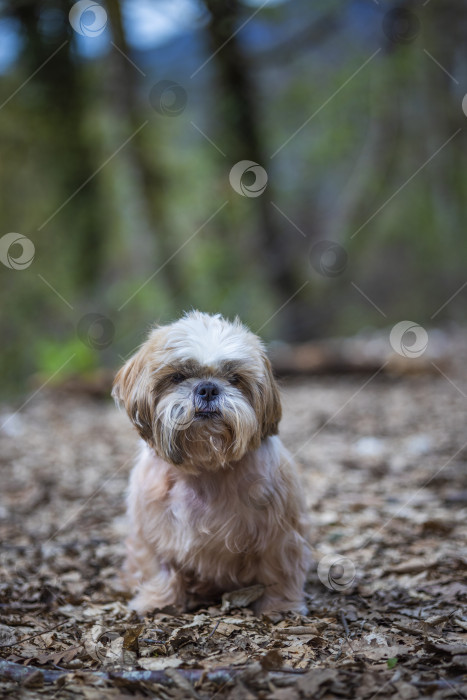 Скачать прогулки с собакой ши-тцу фотосток Ozero