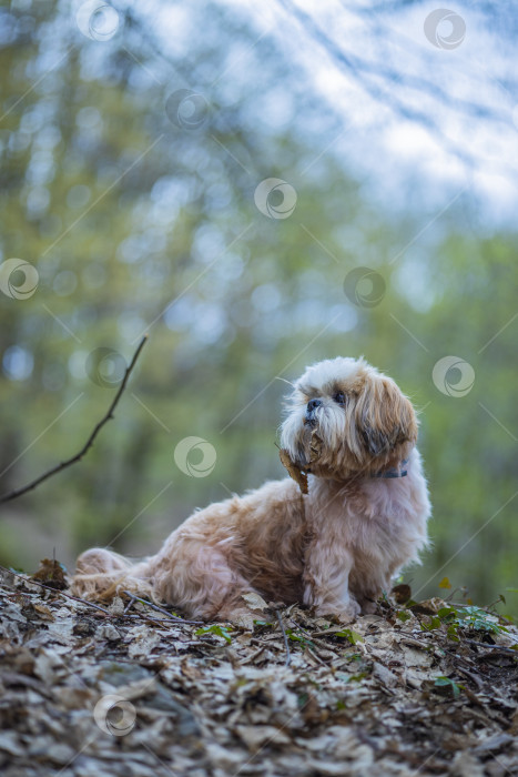 Скачать собака ши тцу гуляет фотосток Ozero