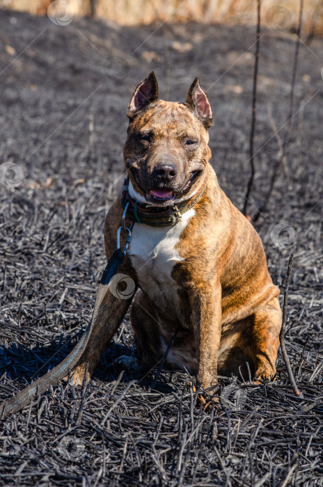 Скачать Тигровая собака стаффордширского терьера на выжженной земле после пожара в поле. фотосток Ozero