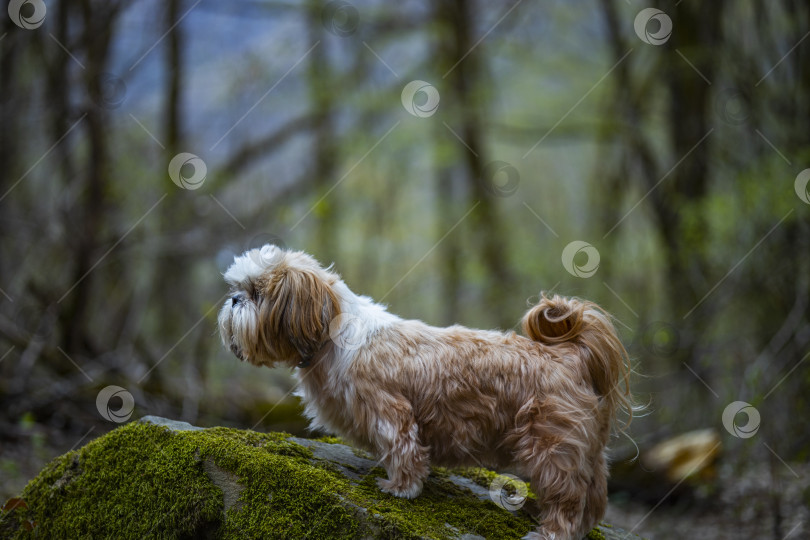 Скачать собака ши-тцу на скале фотосток Ozero