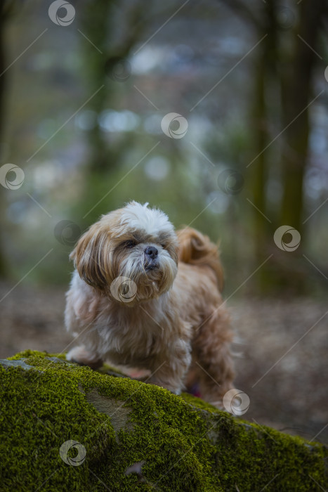 Скачать собака ши-тцу на скале фотосток Ozero