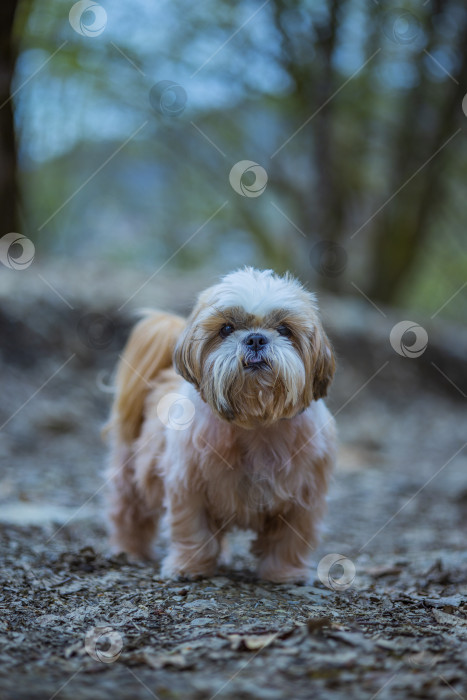 Скачать собака ши тцу в горах фотосток Ozero