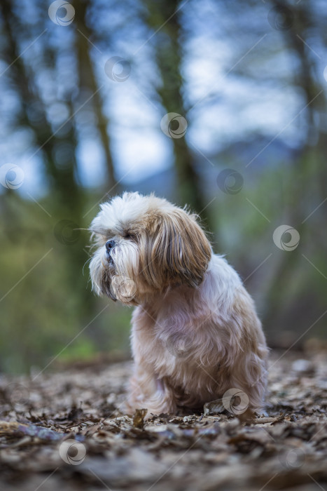 Скачать собака ши тцу в горах фотосток Ozero