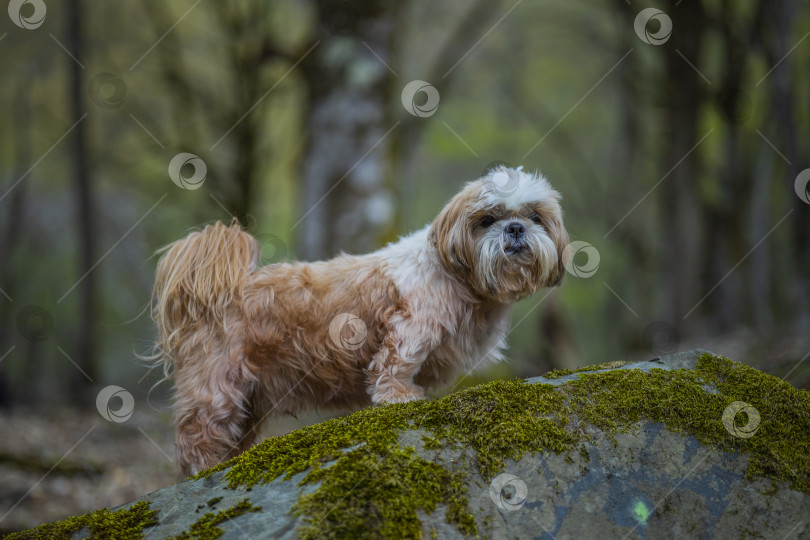 Скачать собака ши-тцу на скале фотосток Ozero