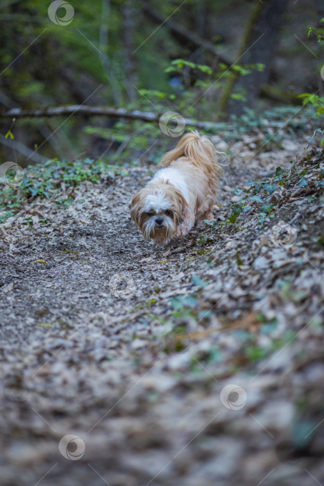 Скачать собака ши тцу в горах фотосток Ozero