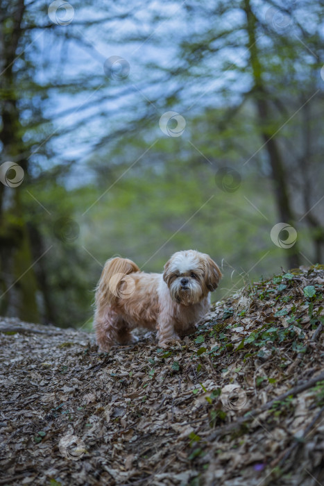 Скачать собака ши тцу гуляет фотосток Ozero