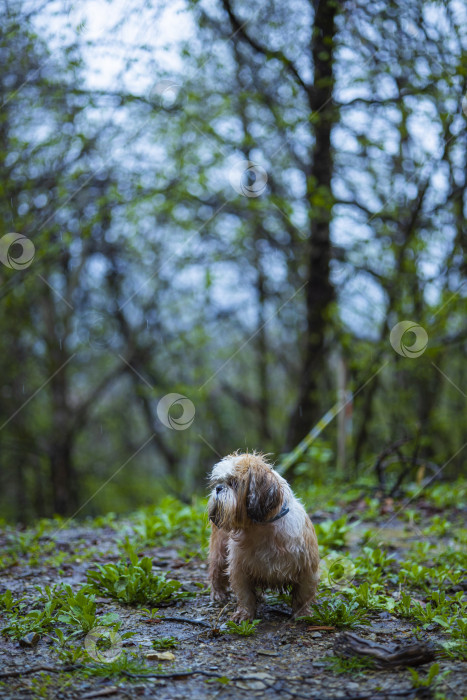 Скачать прогулки с собакой ши-тцу фотосток Ozero