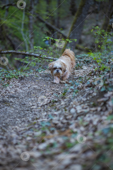 Скачать прогулки с собакой ши-тцу фотосток Ozero