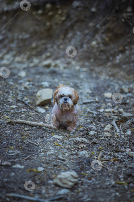 Скачать собака ши тцу гуляет по дороге фотосток Ozero