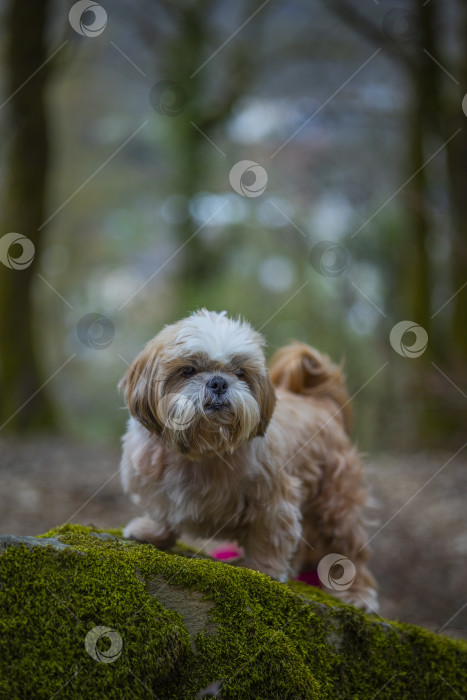 Скачать собака ши тцу в горах фотосток Ozero