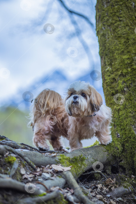 Скачать собака ши тцу возле дерева фотосток Ozero