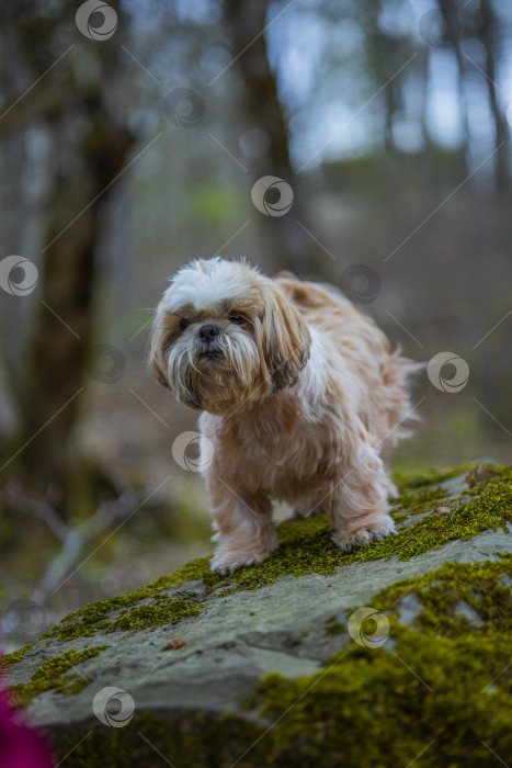 Скачать собака ши тцу на камне фотосток Ozero