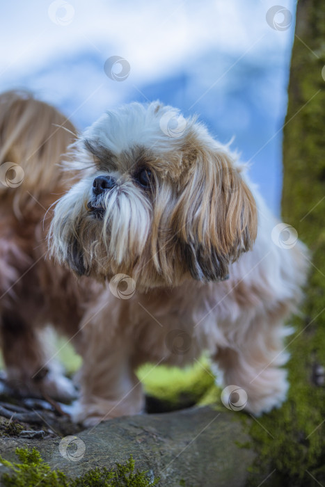 Скачать собака ши-тцу возле дерева фотосток Ozero