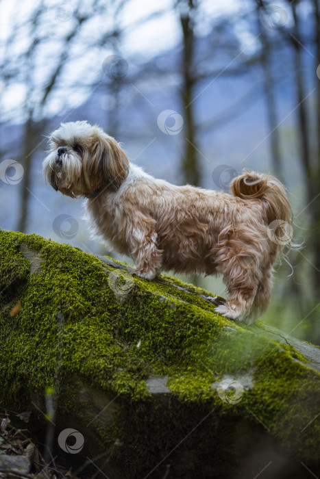 Скачать собака ши тцу на камне фотосток Ozero