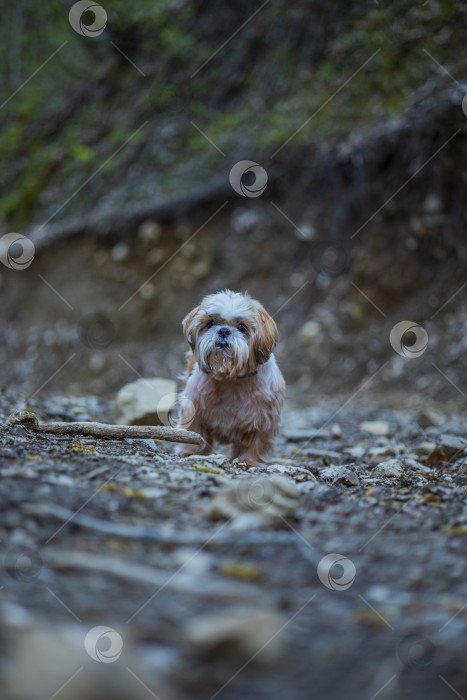 Скачать прогулки с собакой ши-тцу фотосток Ozero