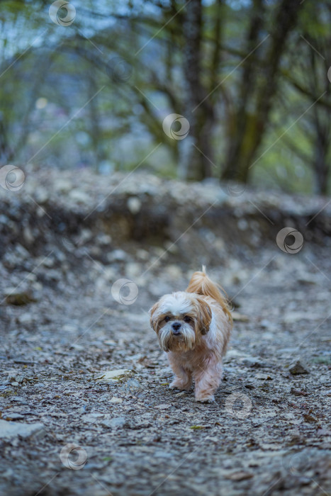 Скачать прогулки с собакой ши-тцу фотосток Ozero