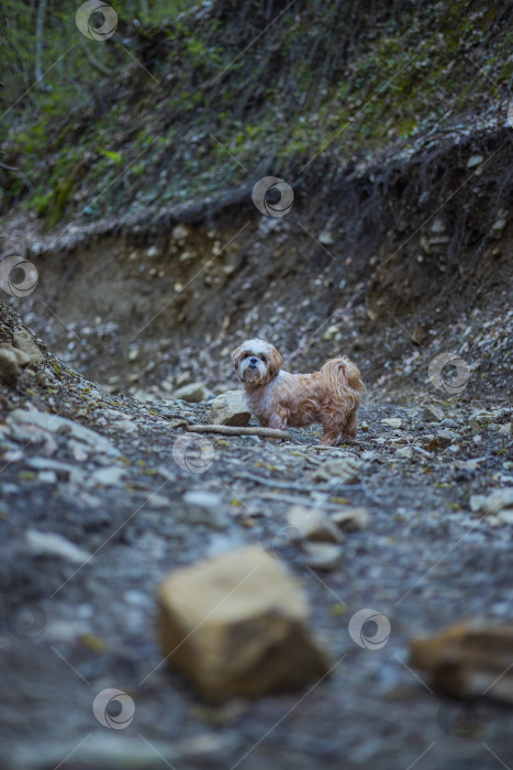 Скачать собака ши тцу гуляет по дороге фотосток Ozero