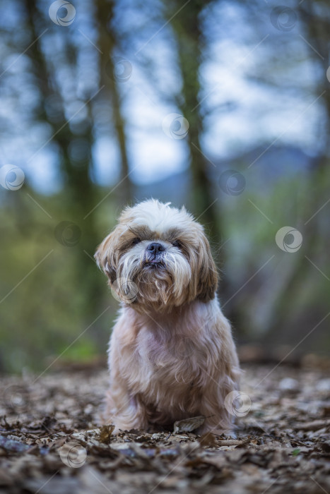 Скачать собака ши тцу гуляет фотосток Ozero