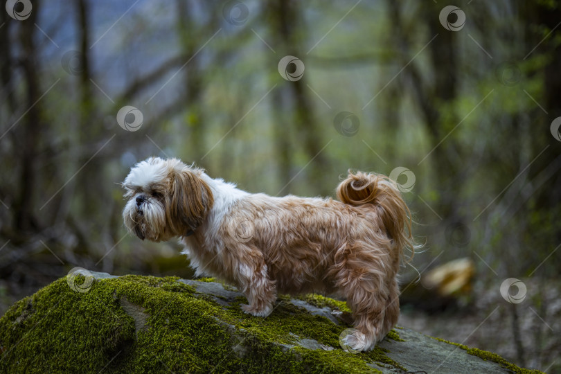 Скачать собака ши тцу на камне фотосток Ozero